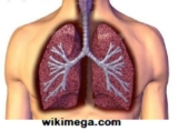 Best Herbs for Lung Cleansing